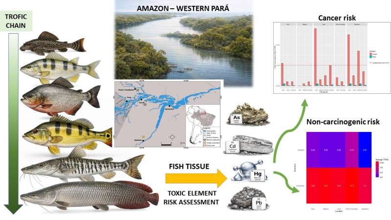 Commercially Amazonian fish species ranked by trophic level, spatial sampling, tissue sampling and toxic element risk.
Credit: Antonio Minervino
