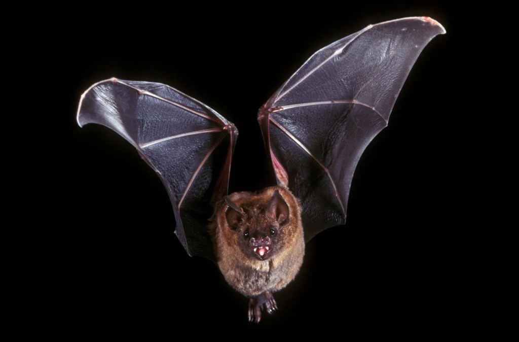 Photo of Bat